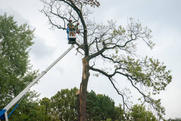 How Our Tree Care Process Works  in  Center Hill, FL