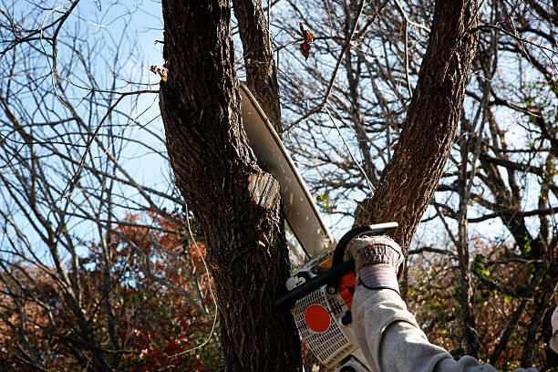 Trusted Center Hill, FL Tree Services Experts